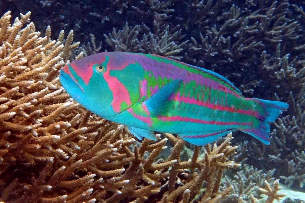印度波魚 印度波魚