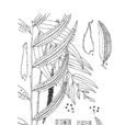 弓羽柳葉蕨 弓羽柳葉蕨