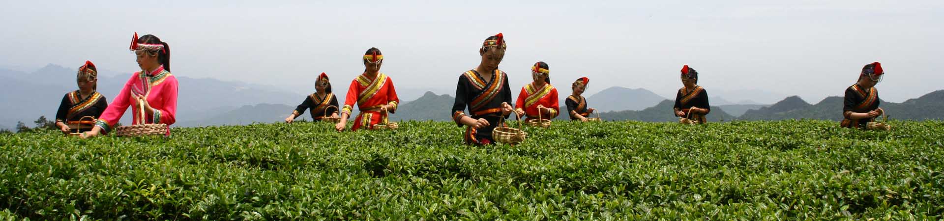 三杯香茶