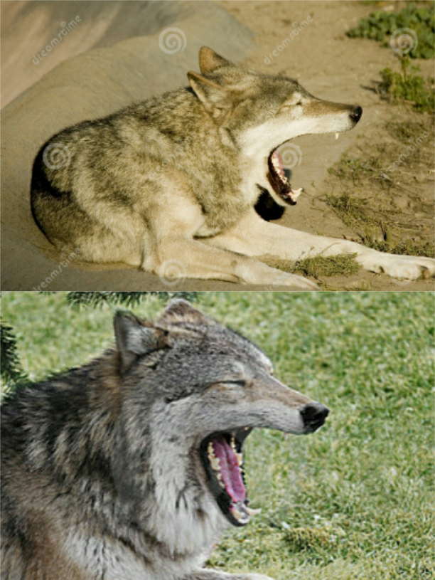 俄羅斯狼和北美灰狼