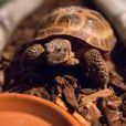 Clyde Clyde