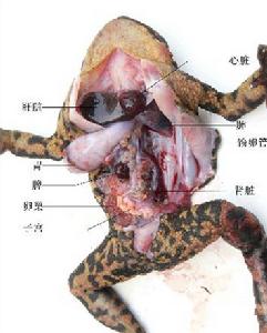 華西蟾蜍——解剖