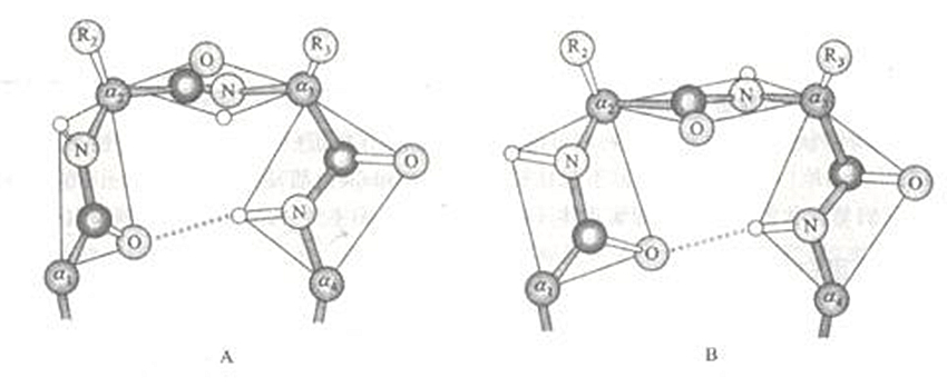 兩種主要類型的β－轉角