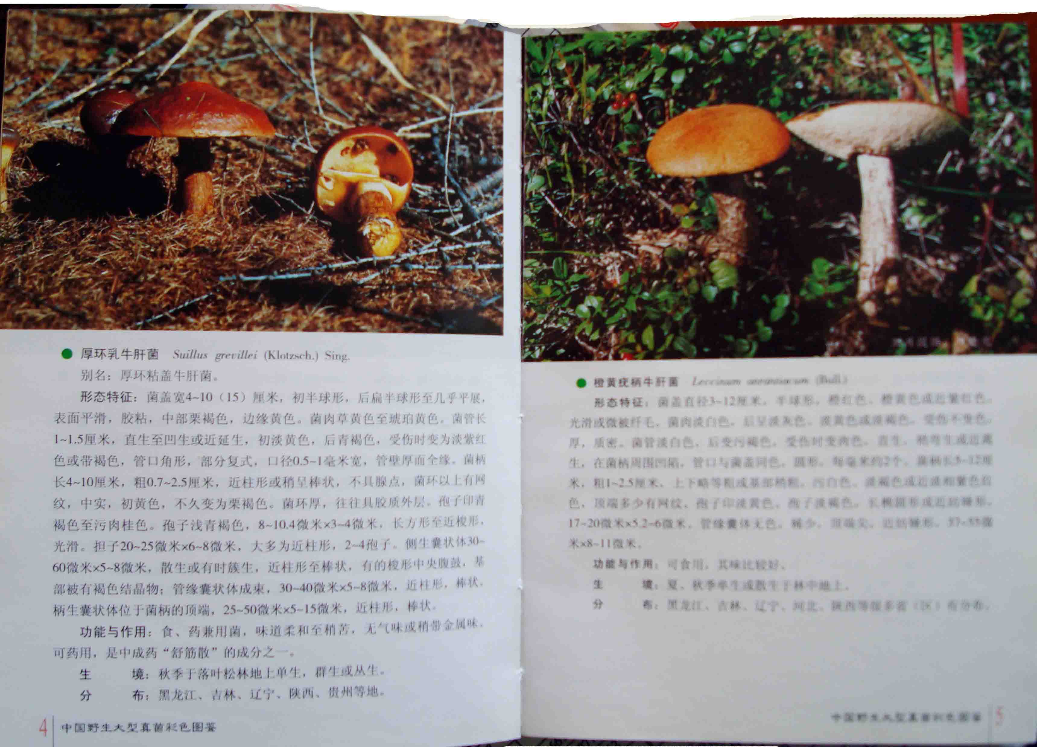 中國野生大型真菌彩色圖鑑文圖