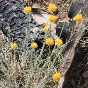 Hymenoxys bigelovii