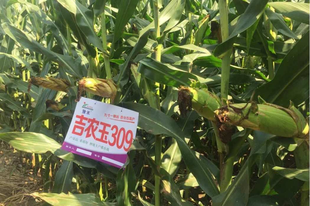 吉農玉309 吉農玉309