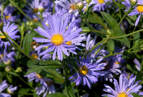 細莖紫菀 細莖紫菀