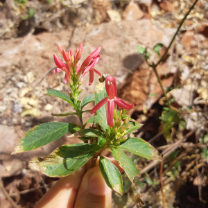 Odontonema glaberrimum