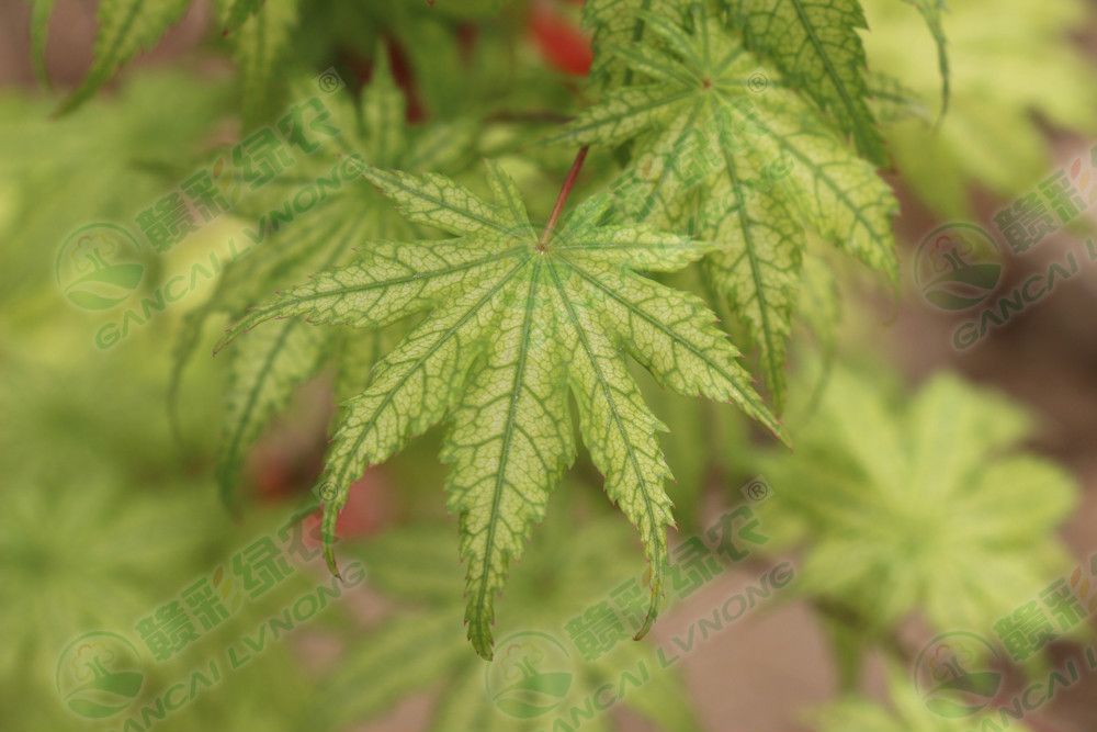 鴨立澤 鴨立澤