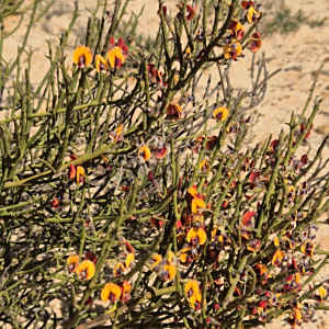 Daviesia brachyphylla