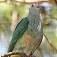 馬喀島果鳩
