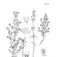 毛萼獐牙菜 毛萼獐牙菜