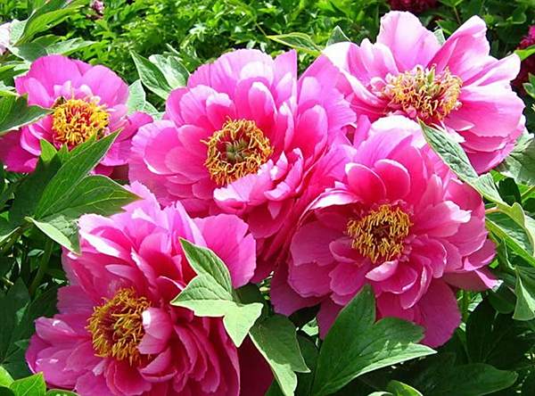華夏紅 華夏紅