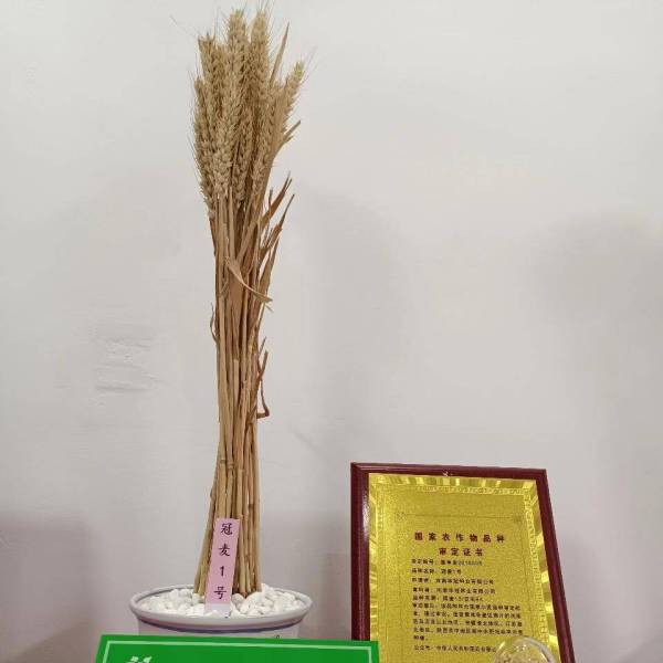 冠麥1號 冠麥1號