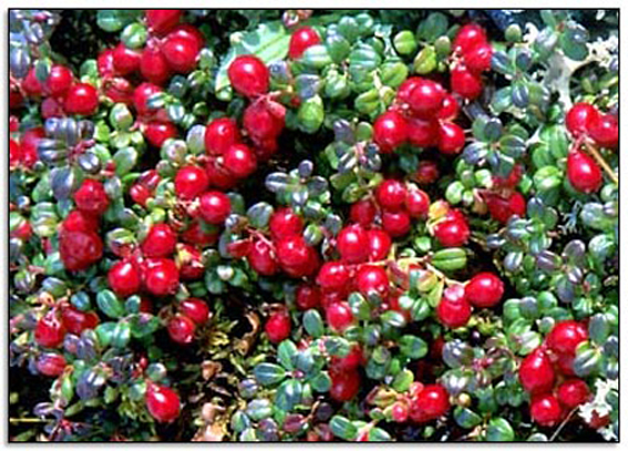 蔓越莓(圖2)