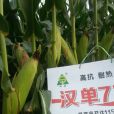 漢單777(皖玉2014005) 漢單777(皖玉2014005)