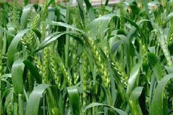 金麥8號 金麥8號