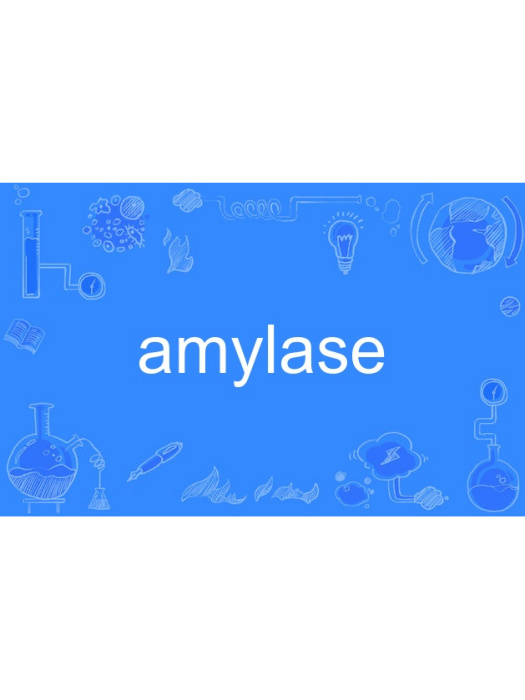 amylase amylase