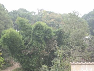 馬發寨自然村-生態林