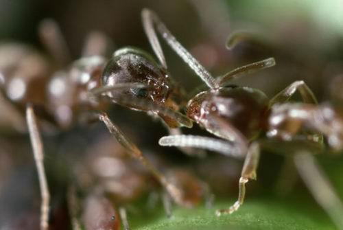 阿根廷蟻在交換蚜蟲花露
