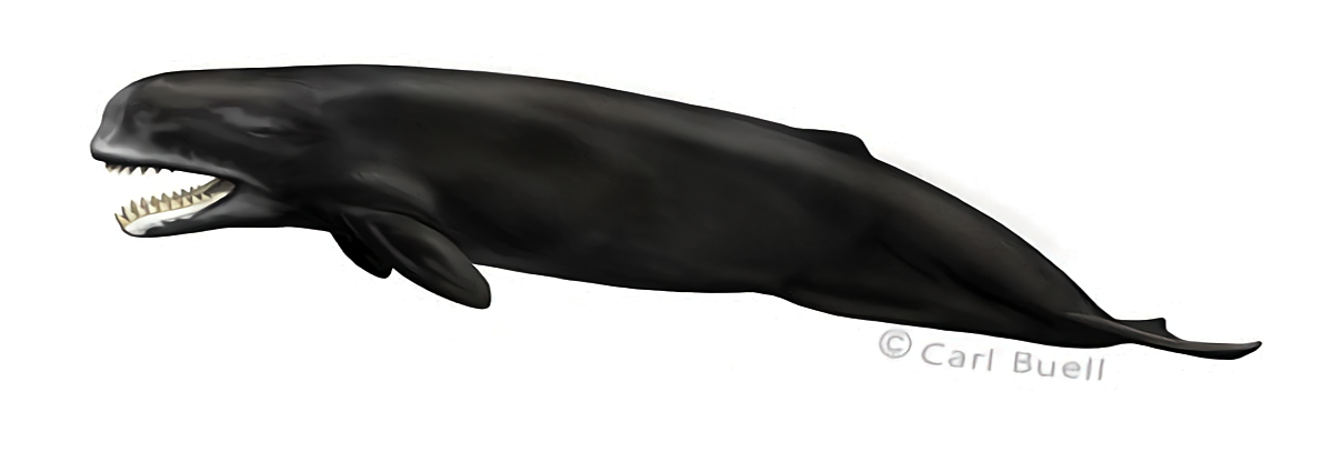 梅爾維爾鯨