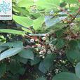 獼猴桃藤山柳(川山柳藤) 獼猴桃藤山柳(川山柳藤)