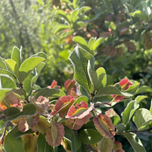Combretum hereroense