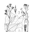 大葉風毛菊 大葉風毛菊