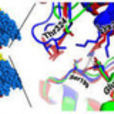 β-Actin β-Actin