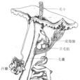 立毛肌 立毛肌