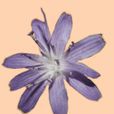 全葉紫菊 全葉紫菊