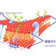 磷脂雙分子層 磷脂雙分子層