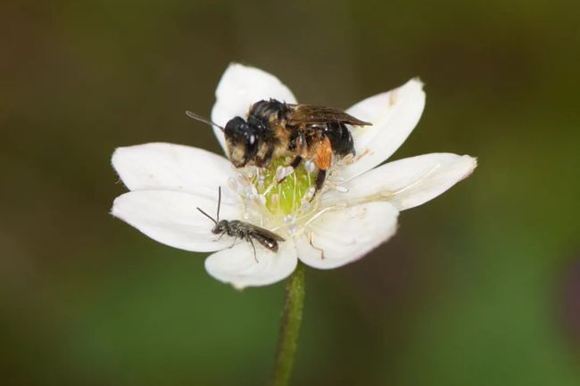 華山條蜂 華山條蜂