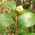 冬青葉山茶 冬青葉山茶