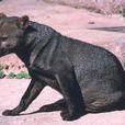 小耳犬屬 小耳犬屬