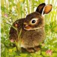 I am a Little Bunny