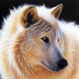 雪狼狗 雪狼狗