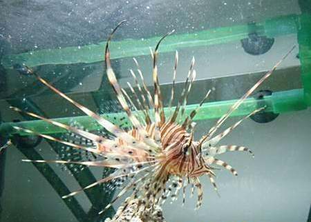 長獅子魚 長獅子魚