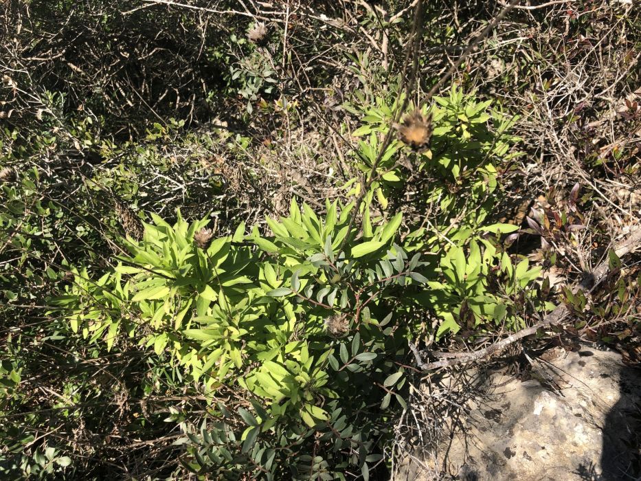 Cheirolophus sempervirens
