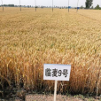 臨麥9號 臨麥9號