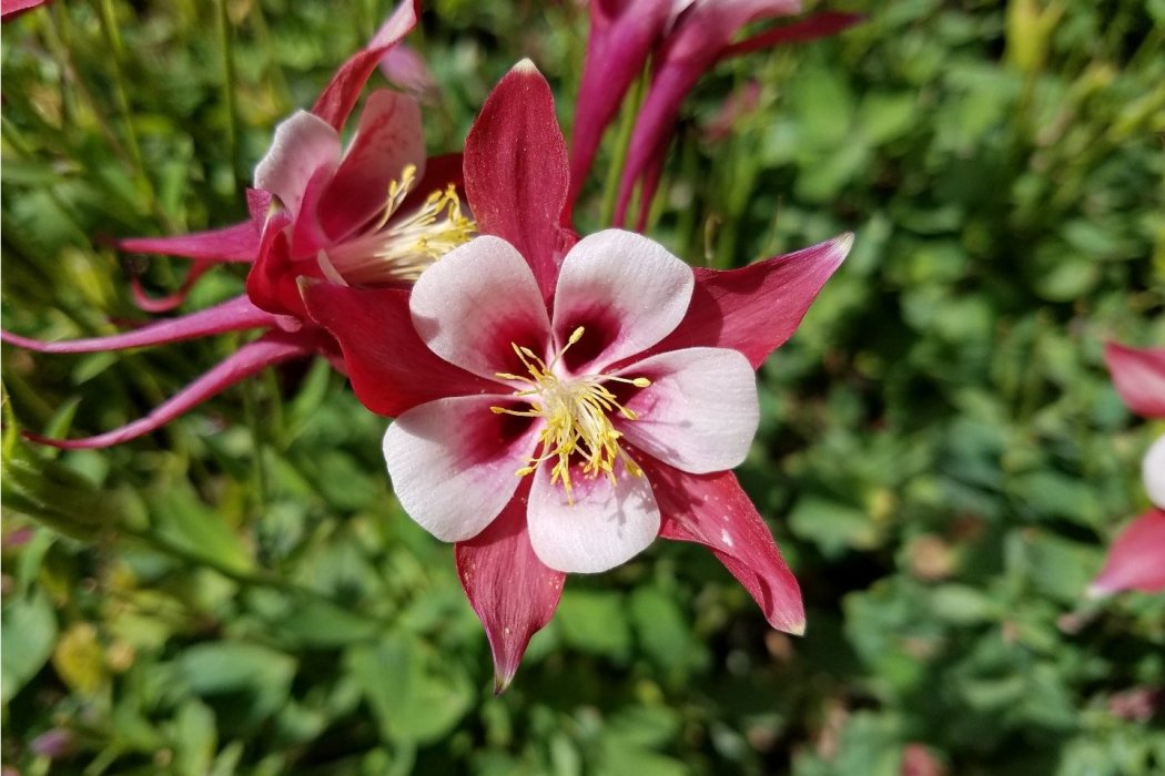 阜花13號 阜花13號