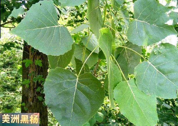 美洲黑楊QJ-4 美洲黑楊QJ-4