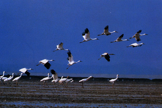鄱陽湖候鳥保護區