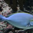 暗色刺尾魚