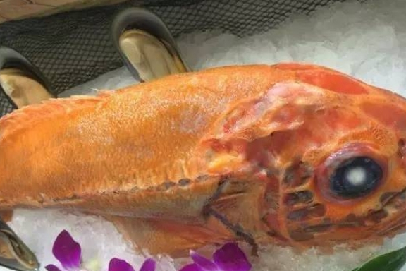 紅獅子魚 紅獅子魚