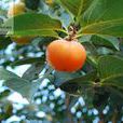 紅燈籠(多年生草本植物) 紅燈籠(多年生草本植物)