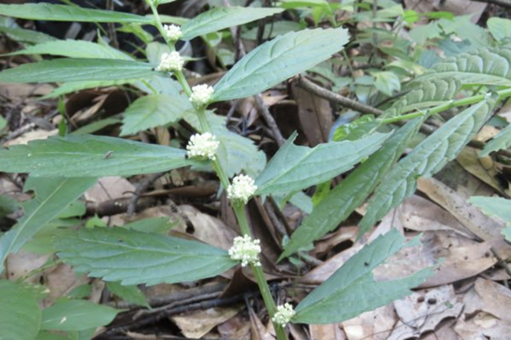 廬山樓梯草(娛蚣七)