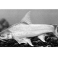 北方銅魚(鴿子魚) 北方銅魚(鴿子魚)