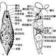 隱鞭蟲屬 隱鞭蟲屬