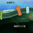 膜性附著 膜性附著